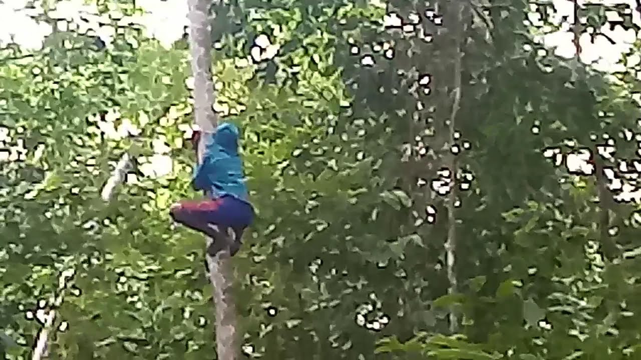 Jebakan burung diatas pohon 