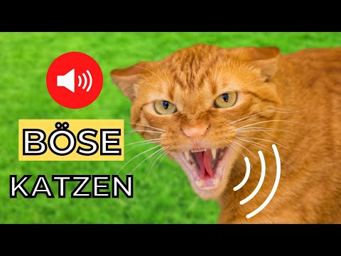 Video: Schrecken Katzen Mäuse ab?