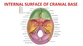 Internal Surface of Base of Skull | Cranial Cavity | Cranial