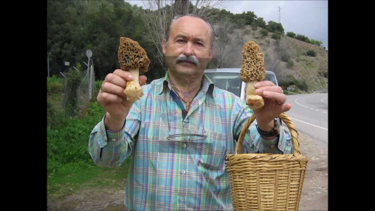 Colmenilla Morchela esculenta.Son deliciosas .