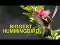 Biggest Hummingbird in the World: The Giant Hummingbird