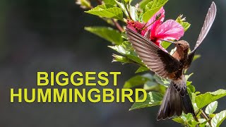 Biggest Hummingbird in the World: The Giant Hummingbird