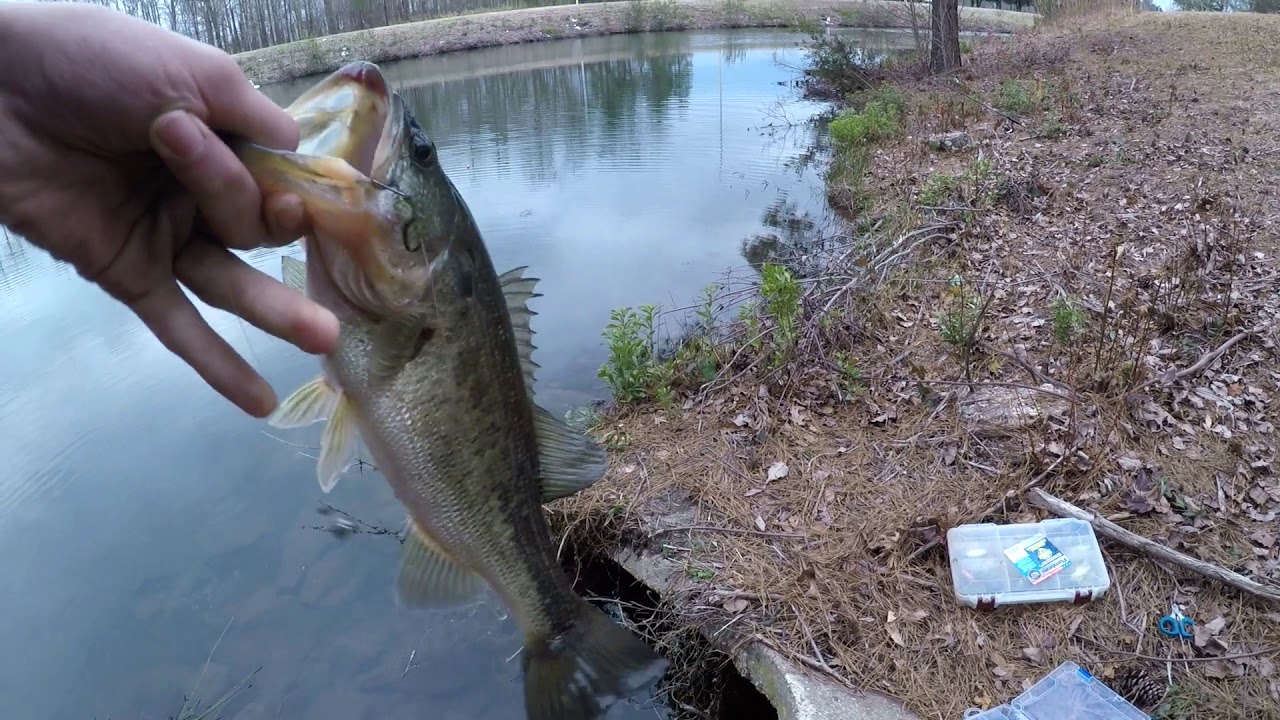 Catching Virginia Beach Bass with Minnows! YouTube