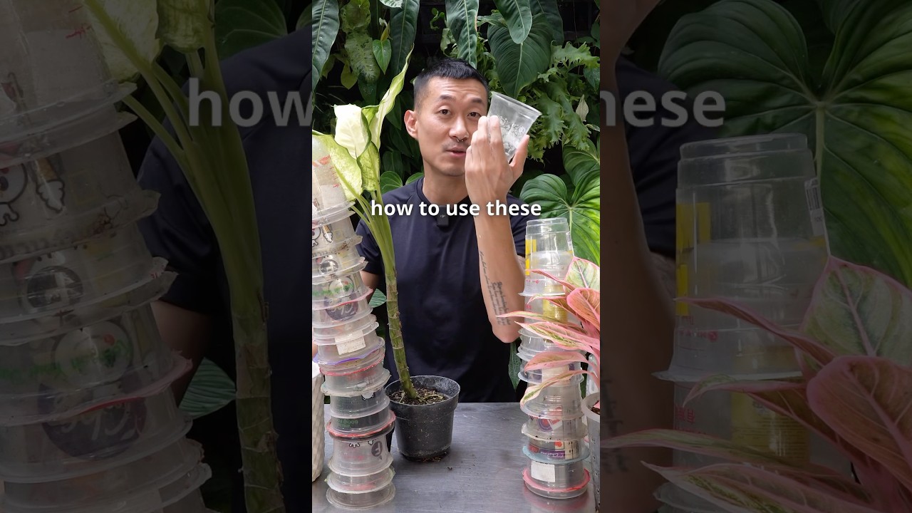 SMART Hacks For Used-Plastic Cups! (For Better Environment and HAPPY Plants)