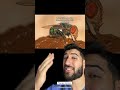 Flies: More Than Just Nuisance 🦟