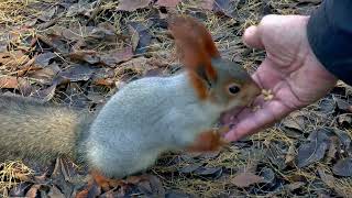 Squirrel As A Spirit Animal