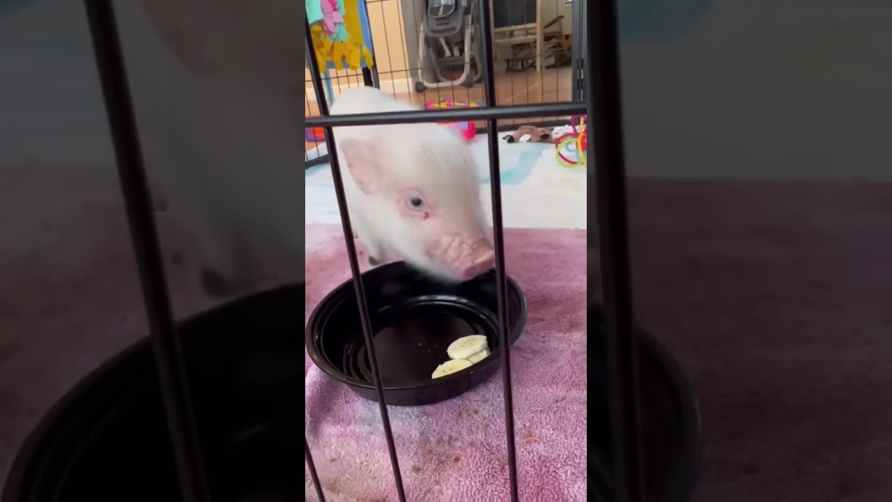 Ever had a pig snuggle session? 🐷💤