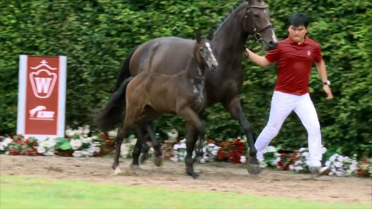 21 Cha Nu Stute v. Cornet Obolensky - Quidam de Revel