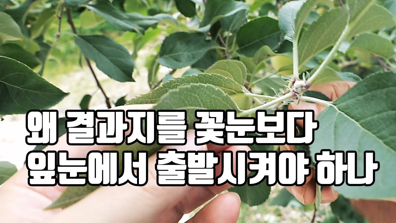 잎눈에서 나온 결과지가 과실 크고 품질 우수