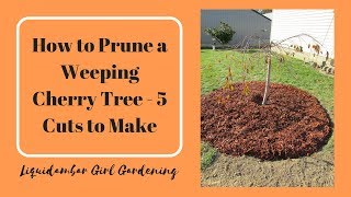How to Prune a Weeping Cherry Tree - 5 Cuts You Should Make