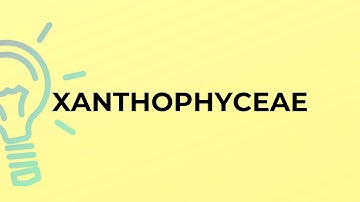 What is the meaning of the word XANTHOPHYCEAE?