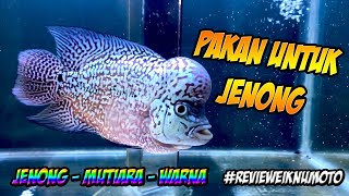 Pakan Alami Jenong Ikan Hias Louhan TERBUKTI | Vlog Eiknumoto