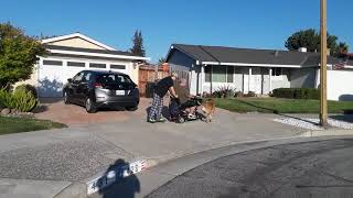 My Mobility Scooter towing a skateboard and being attacked by a dog