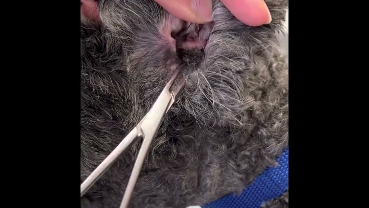 Ear Plucking & Cleaning