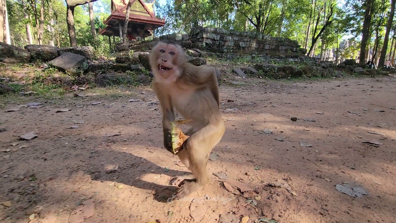 Talented monkey Royston ​​make a funny body style.🐒🥭