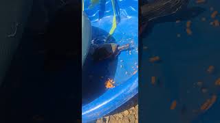got mr turtle a kiddy pool with no wholes to play with me out in the yard he looks very happy