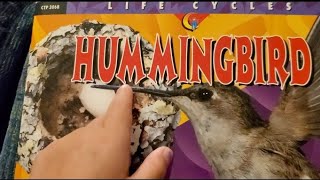 Reading about Hummingbird an incredible life cycle of a tiny bird