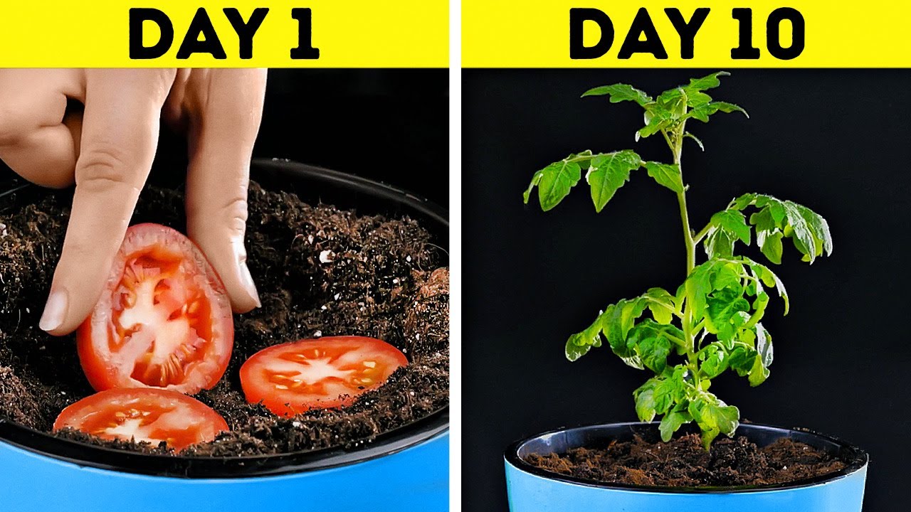 Awesome Plant Growing Hacks For Beginners