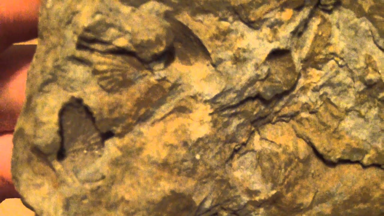 Remove Broken Bolt >> Fossils (Devonian period) found in western Pennsylvania ... Remove Broken Bolt >> Fossils (Devonian period) found in western Pennsylvania ...