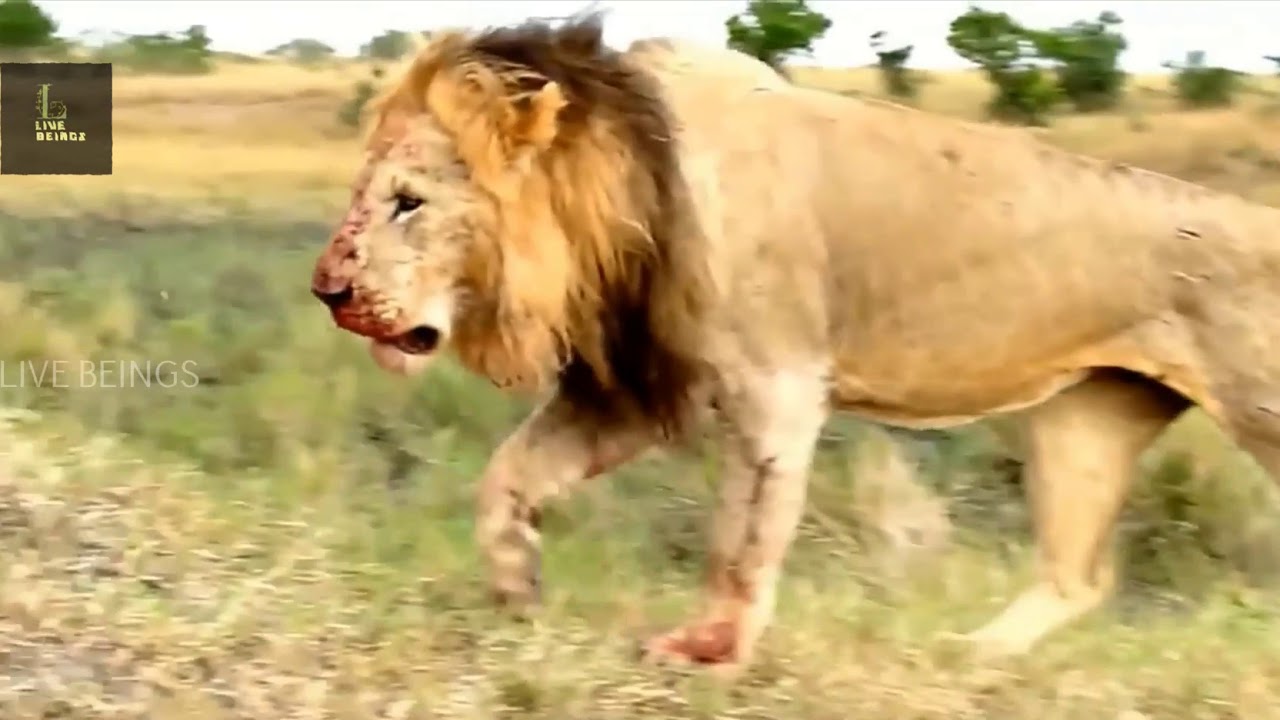 LION vs LION|LIONESS VS LION|Aggressive fights|Watch fully|In LIVE