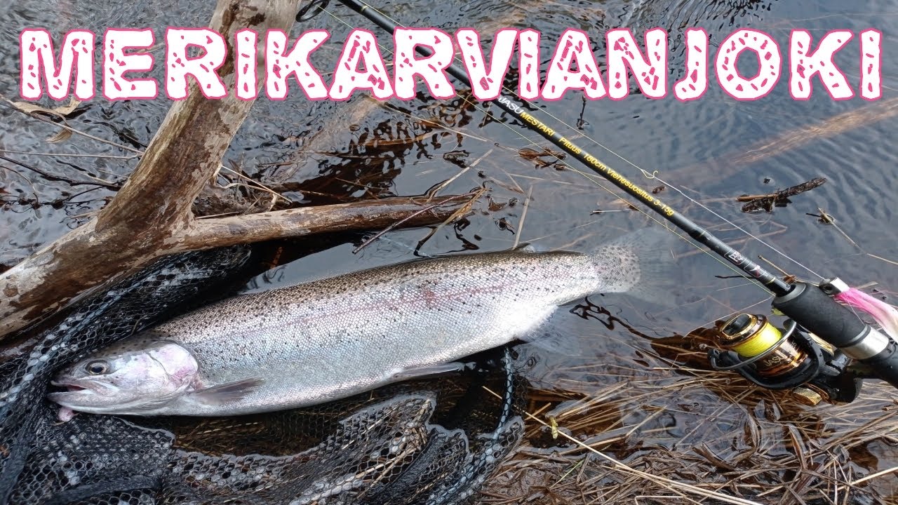 Merikarvianjoki | Spintube | Kirjolohta | Kalastus