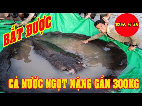 Video Bắt được cá nước ngọt lớn nhất thế giới nặng 300kg... - youtube