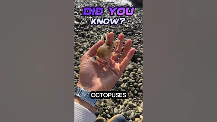 Did you know octopuses have 9 brains and 3 hearts? #facts #animals