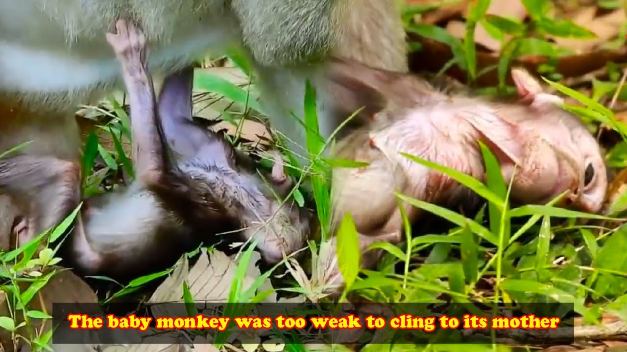 The baby monkey was too weak to hold on to its mother and fell to the