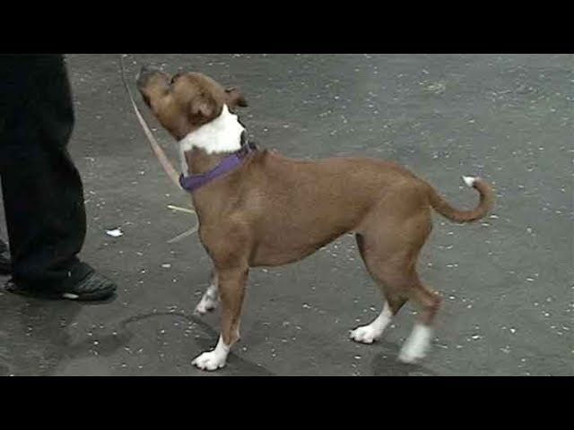 Dog Breed Video: Staffordshire Bull Terrier - Youtube