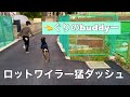 【寝癖少年とロットワイラー】2人で本気で競争