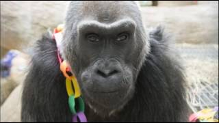 Colo, the oldest gorilla in captivity, dies aged 60