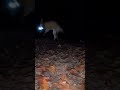 Лисы ночью увидели камеру  #shorts #funnyshorts #funny