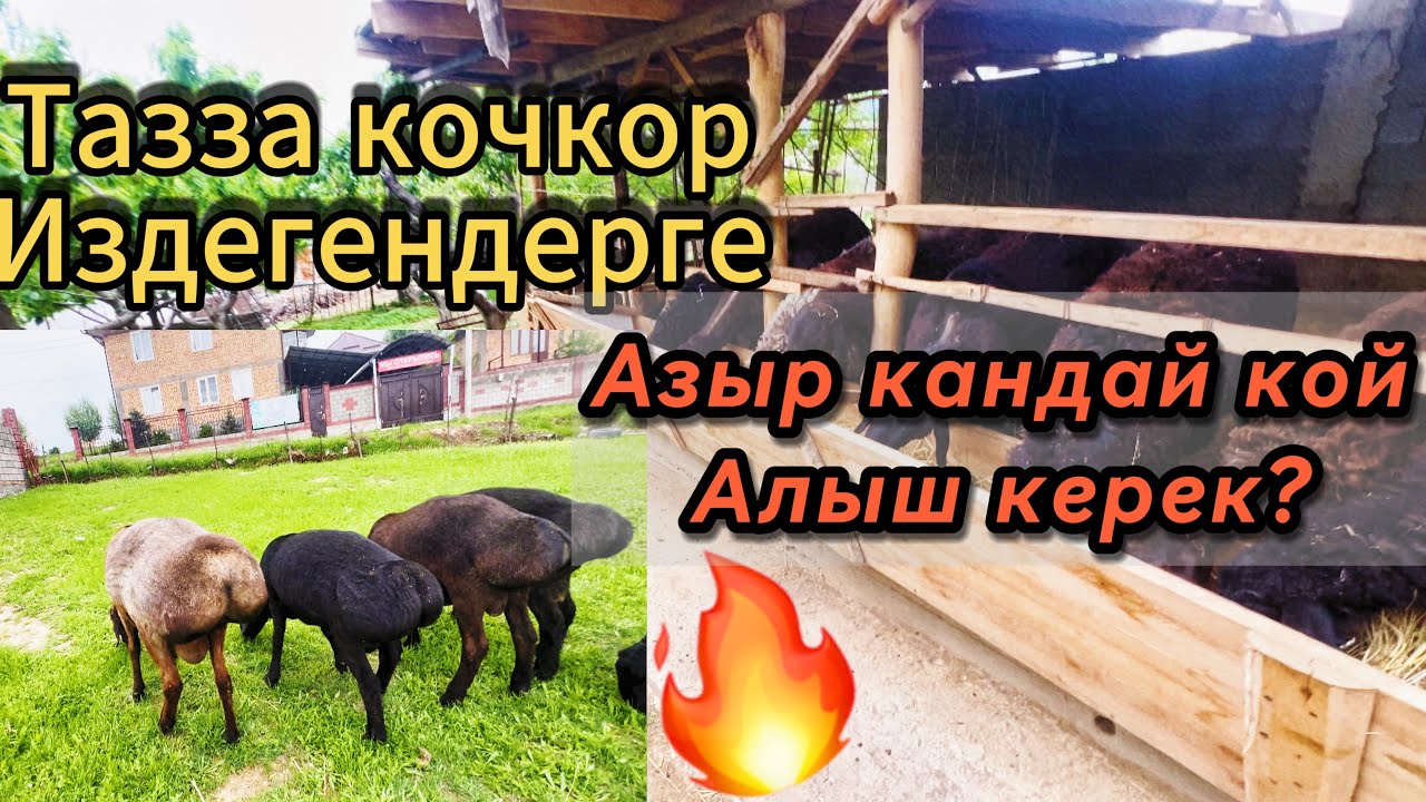 Кой багуу! Базардан кандай кой алабыз? 0553103020