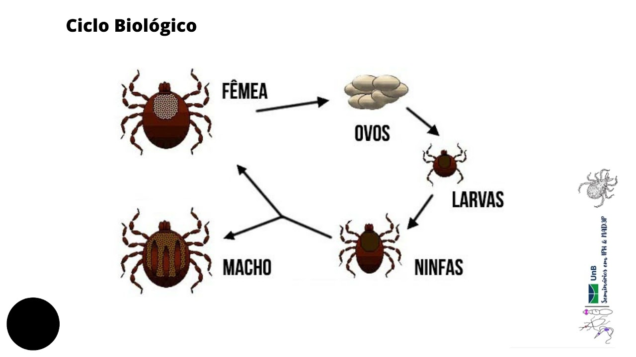 Arachnida -ordem Ixodida-  carrapatos GRUPO 9