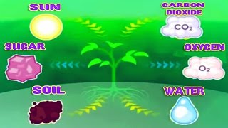 Photosynthesis, Leaf Structure & Function, Science Videos