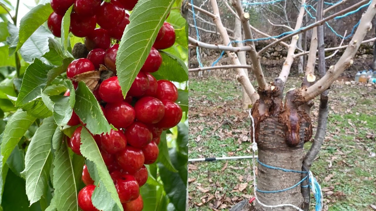 AŞILANAN BÜYÜK KİRAZ AĞACININ İLK YIL BUDAMASI ( KİRAZ BUDAMA )