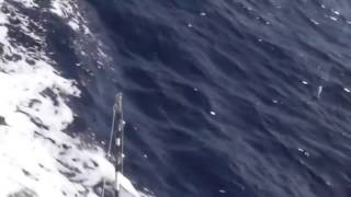 "BEST BLUE MARLIN BITE OF ALL TIME" |  Billfish Movement TV EPISODE 07
