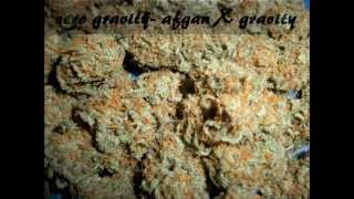 Medical Marijuana Strains Grown by DiaMoNd BliNG