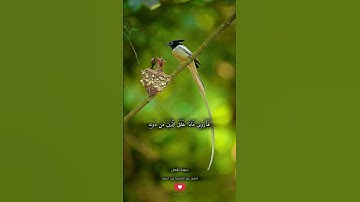هذا خلق الله - سورة لقمان - الشيخ / عبد الباسط عبد الصمد #قرآن