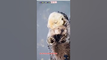 Rái cá con bị nước cuốn trôi may mà mẹ phát hiện kịp lúc #animals