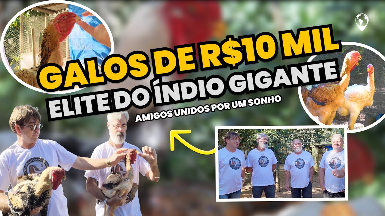 ÍNDIO GIGANTE: A união que FORMOU a MELHOR GENÉTICA do BRASIL com galos que valem R$10 mil reais!
