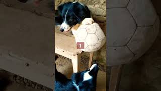 April Fool Get revenge on your brother on 1st April. shorts dog dogs bordercollie funnydogs