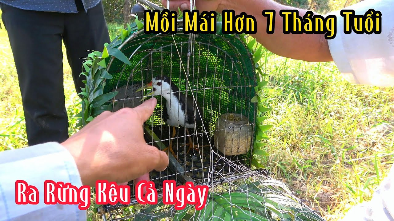 Không Thể Tinh Được Chim Mồi Mái Hơn 7 Tháng Tuổi Mà Ra Rừng Kêu Từ Sáng Tới Chiều | Đam Mê Săn Bắt