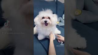 Beautiful Dogs And Cat, My Furbabies