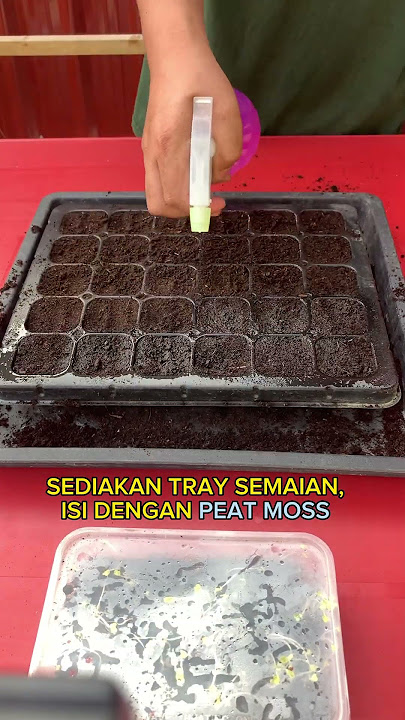 Cara Semai Benih Sawi Putih