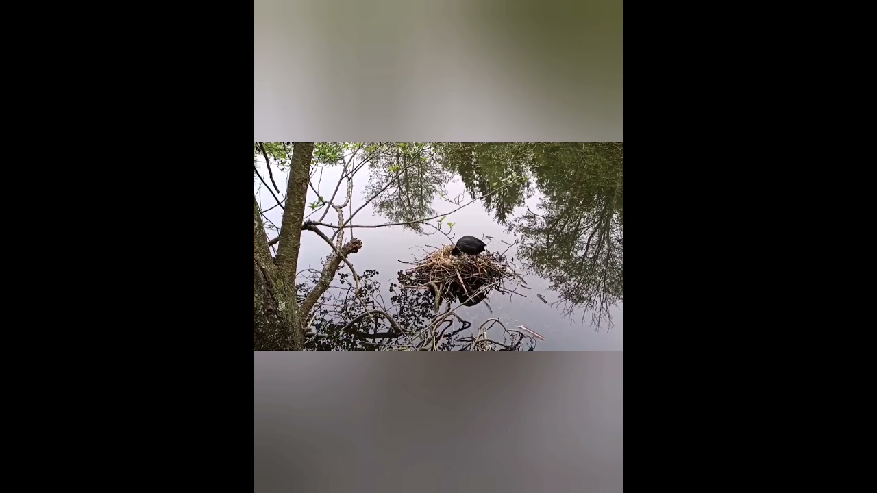 nature | coot | nest | eggs | riverbank | water flow | beautiful nature scene | EP 02 | 🐦🥚🏞️🌳🤩😍🥰💕❤️