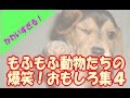【もふもふ】かわいすぎる！犬猫ペット動物たちの最新おもしろ集４　癒されます