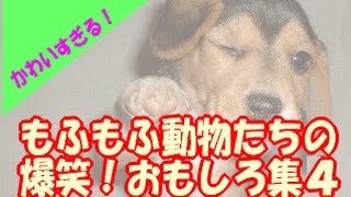 【もふもふ】かわいすぎる！犬猫ペット動物たちの最新おもしろ集４　癒されます