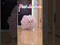 Post Loafism Art #cat #foryou #shortsfeed #shortvideo #shorts