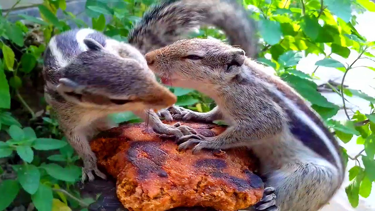Squirrel Fight Best Animal Fight YouTube